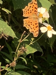 Polygonia c-aureum lunulata