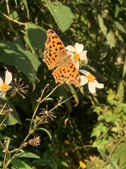 Polygonia c-aureum lunulata