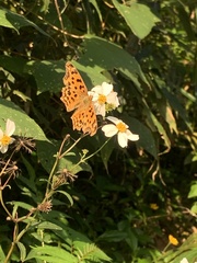 Polygonia c-aureum lunulata