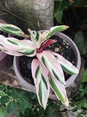 Aglaonema