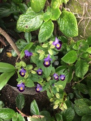 Torenia fournieri