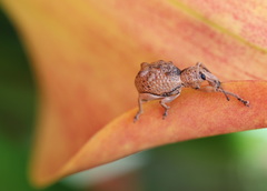 Leptopius tetraphysodes