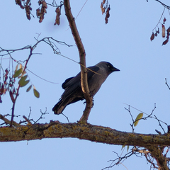 Corvus monedula