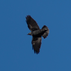 Corvus monedula