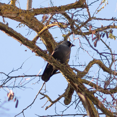 Corvus monedula