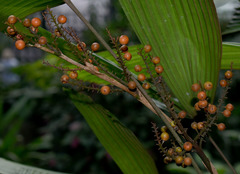 Licuala platydactyla