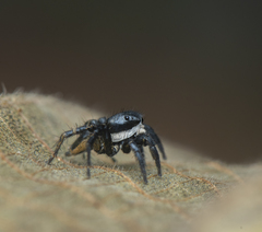 Stenaelurillus albus