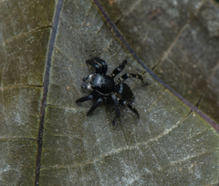 Stenaelurillus albus