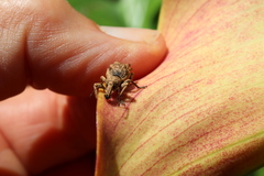 Leptopius tetraphysodes