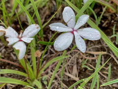 Rhodohypoxis