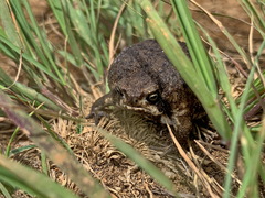 Breviceps verrucosus