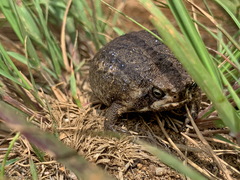Breviceps verrucosus