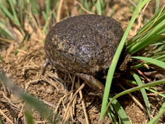 Breviceps verrucosus