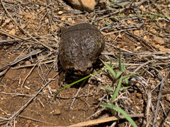 Breviceps verrucosus