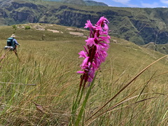 Watsonia lepida