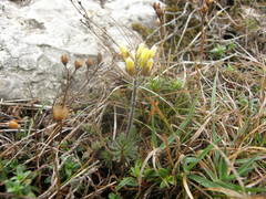 Draba cuspidata
