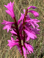 Watsonia lepida