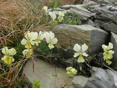 Viola oreades