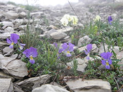 Viola oreades
