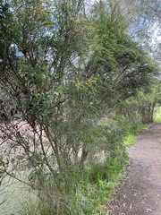 Melaleuca parvistaminea