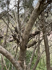 Melaleuca parvistaminea