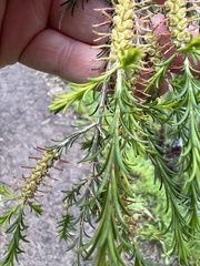 Melaleuca parvistaminea