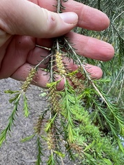 Melaleuca parvistaminea
