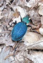 Carabus scabrosus tauricus