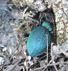 Carabus scabrosus tauricus