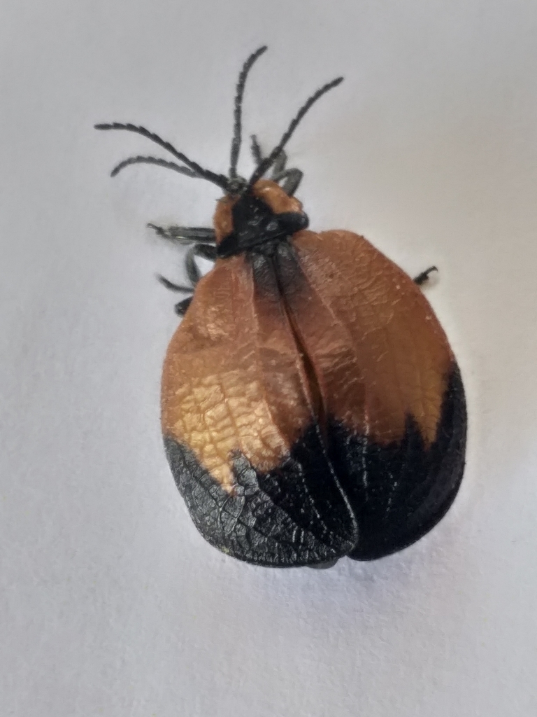Lycus palliatus