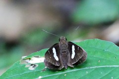 Notocrypta curvifascia