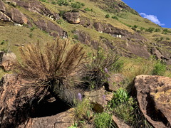 Encephalartos ghellinckii