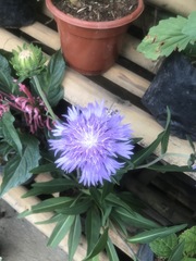 Stokesia