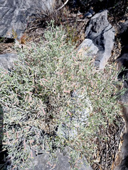 Indigofera complicata