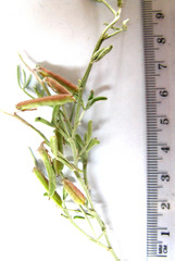 Indigofera complicata