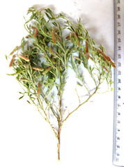 Indigofera complicata