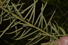 Cassinia telfordii