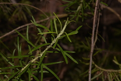 Cassinia telfordii
