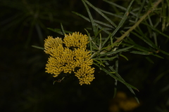 Cassinia telfordii