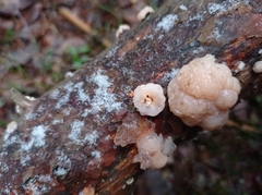 Naematelia encephala