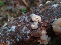 Naematelia encephala