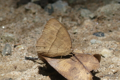 Mycalesis visala