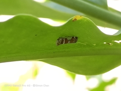 Lophopinae