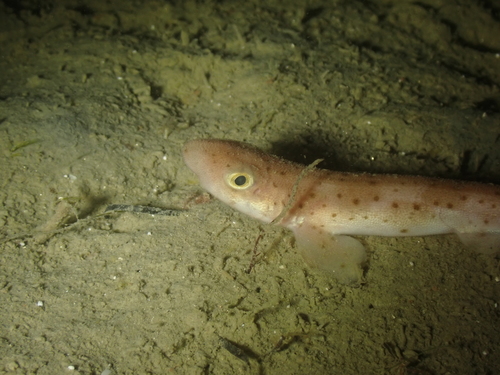 Dogfish (Scyliorhinus canicula) — Scyliorhinidae — 4