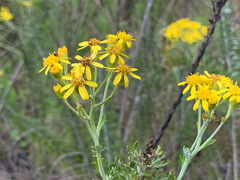 Senecio haygarthii