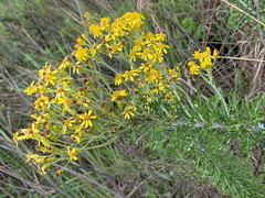 Senecio haygarthii