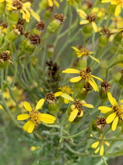 Senecio haygarthii