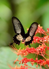 Pachliopta pandiyana