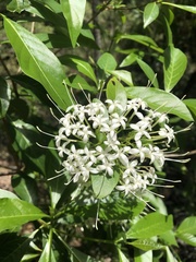 Pavetta australiensis