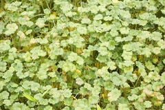 Hydrocotyle ranunculoides
